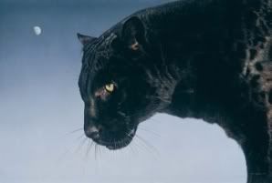 Black Panther Clan