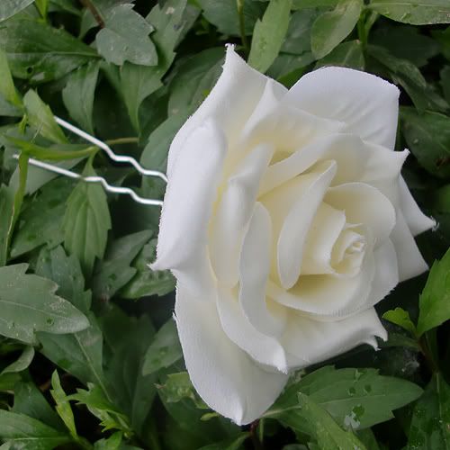 beautiful white rose flowers. 1pc Of Beautiful White Rose