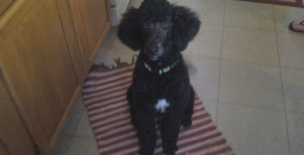 Miniature+poodle+haircuts