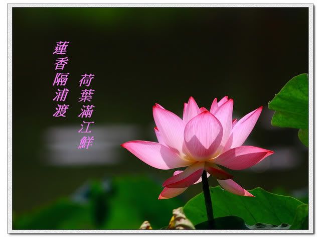 洪湖