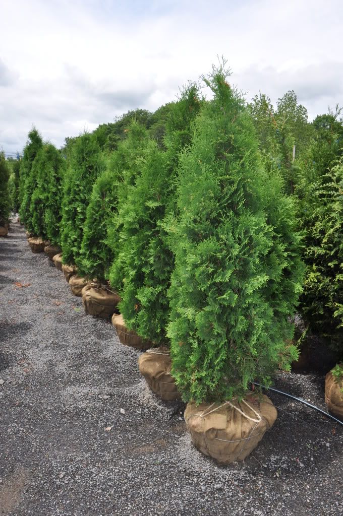 Pyramidalis Arborvitae 6 Ft Photo By Arborvitaefarm Photobucket