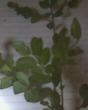 Lý Do Trung Quốc Thu Mua Cây Mắt Chuột "Cây Cứt Chuột",Cây Chay,Bưởi