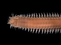 200px-Eunereis_longissima.jpg