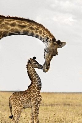 animals giraffe wild