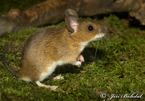 Cute Baby Field Mouse Diet
