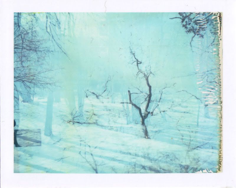 polaroid