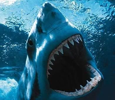 Great White Hope photo: Great-White-shark-South-Australia 4f9af8f5.jpg