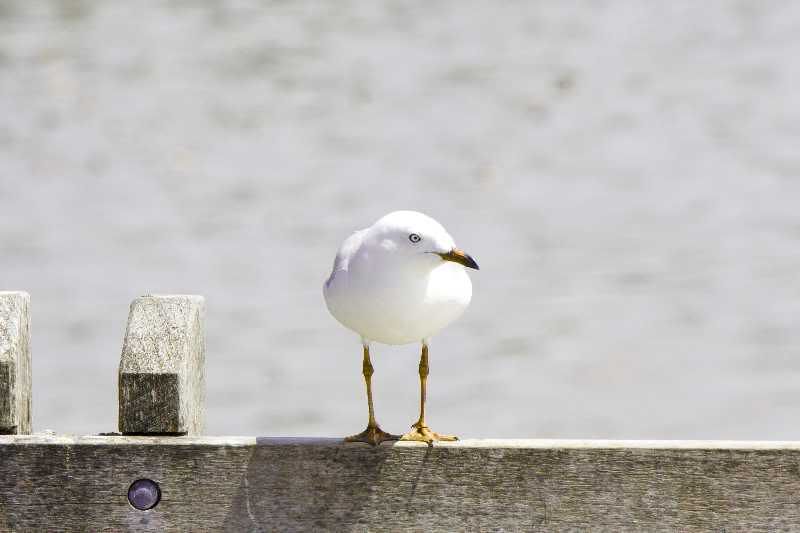 _MG_0015birdfence2.jpg