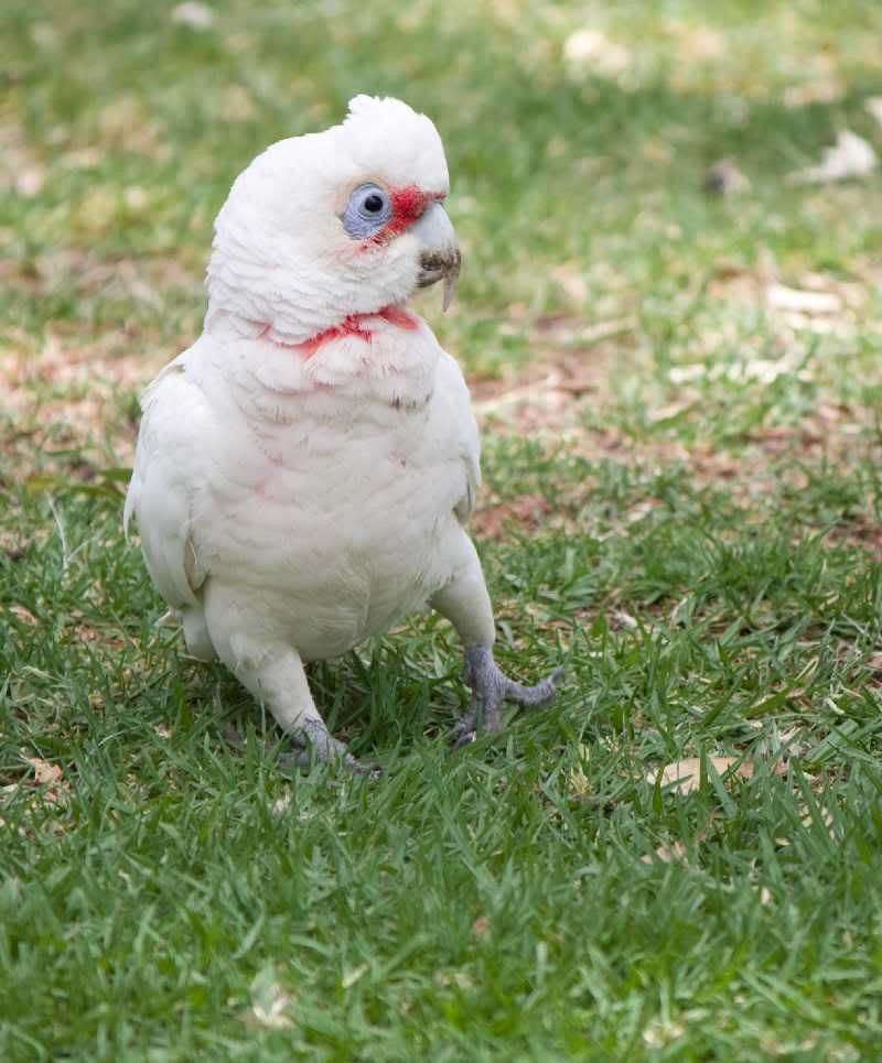 _MG_0152corella.jpg