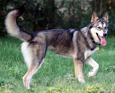 Puppies Games on Wolfdog Jpg Net Wolf Dog Image By Andersonathan