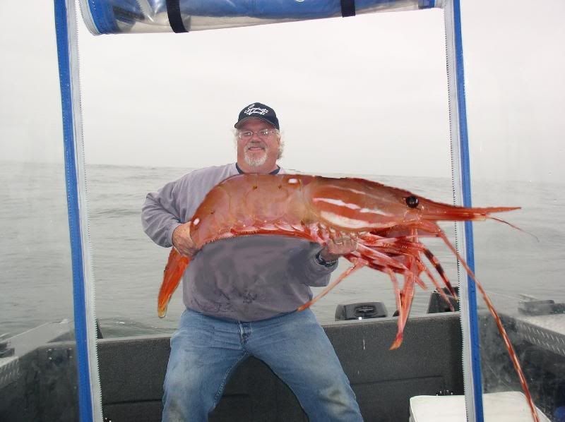 giant shrimp photo: giant shrimp Giantshrimp.jpg
