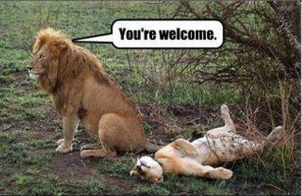 funny-animal-lion-sex_zpsf8ada749.jpg