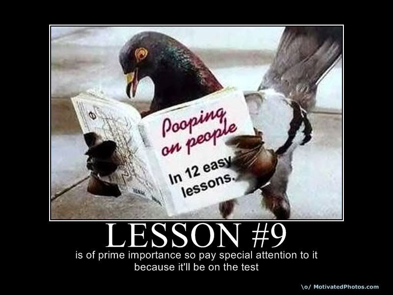 pigeon reading photo lesson9.jpg