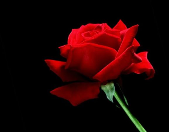 Red Rose.