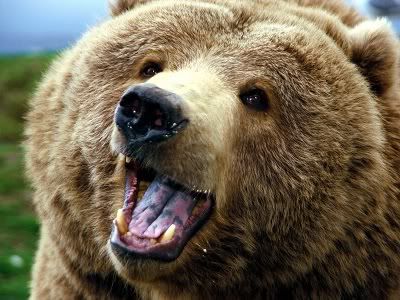 Grizzly_Attack-1600x1200-1.jpg