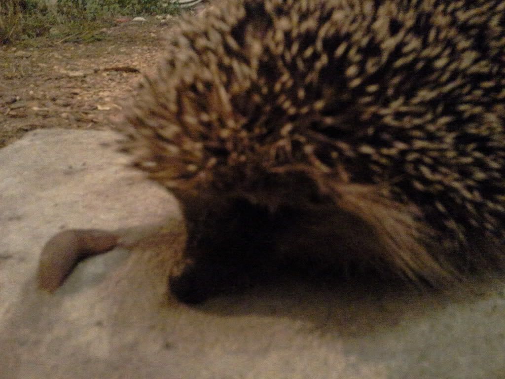 2011-12-18235638.jpg